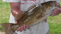 Ultimately, the winning smallmouth bass held by Chris Prince. #1!